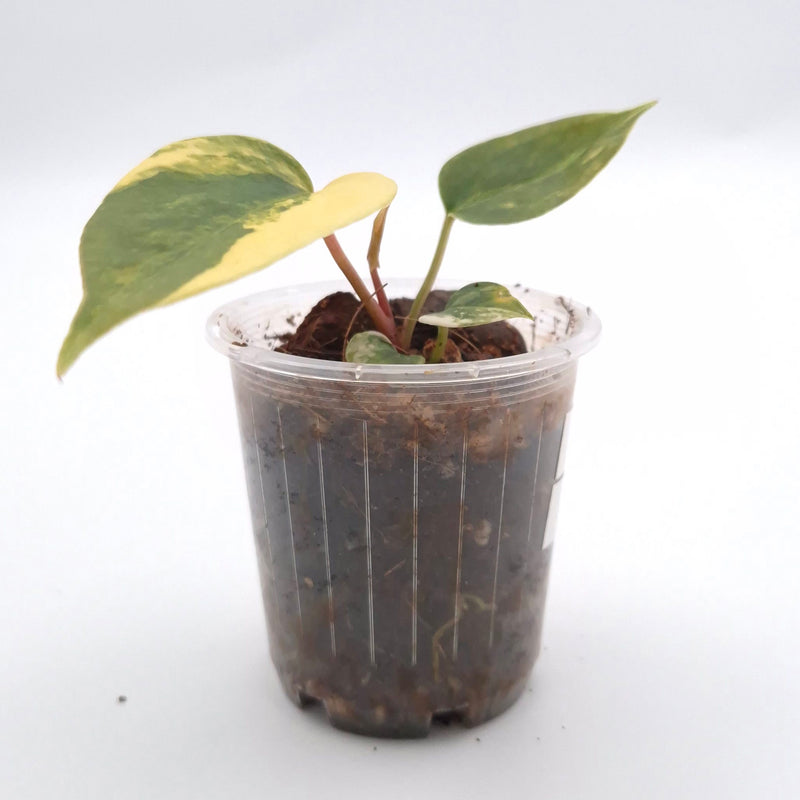 Anthurium forgetii x (variegated) #0721