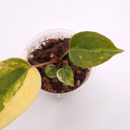 Anthurium forgetii x (variegated) #0721