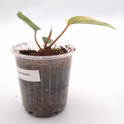 Anthurium forgetii x (variegated) #0721