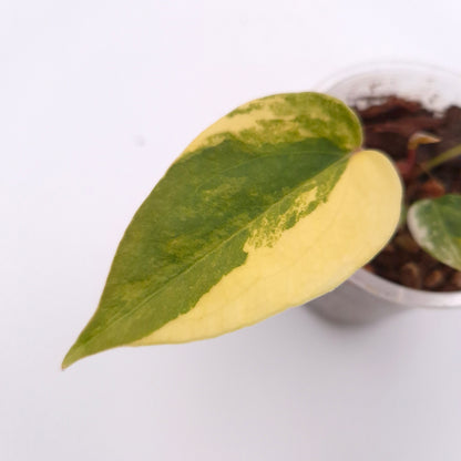 Anthurium forgetii x (variegated) #0721