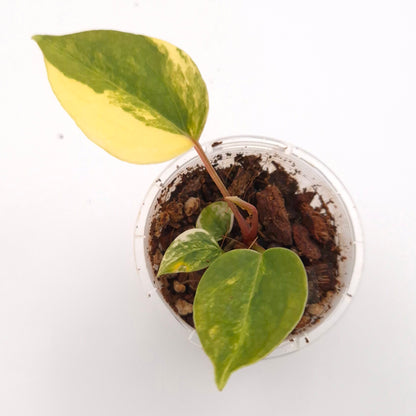 Anthurium forgetii x (variegated) #0721