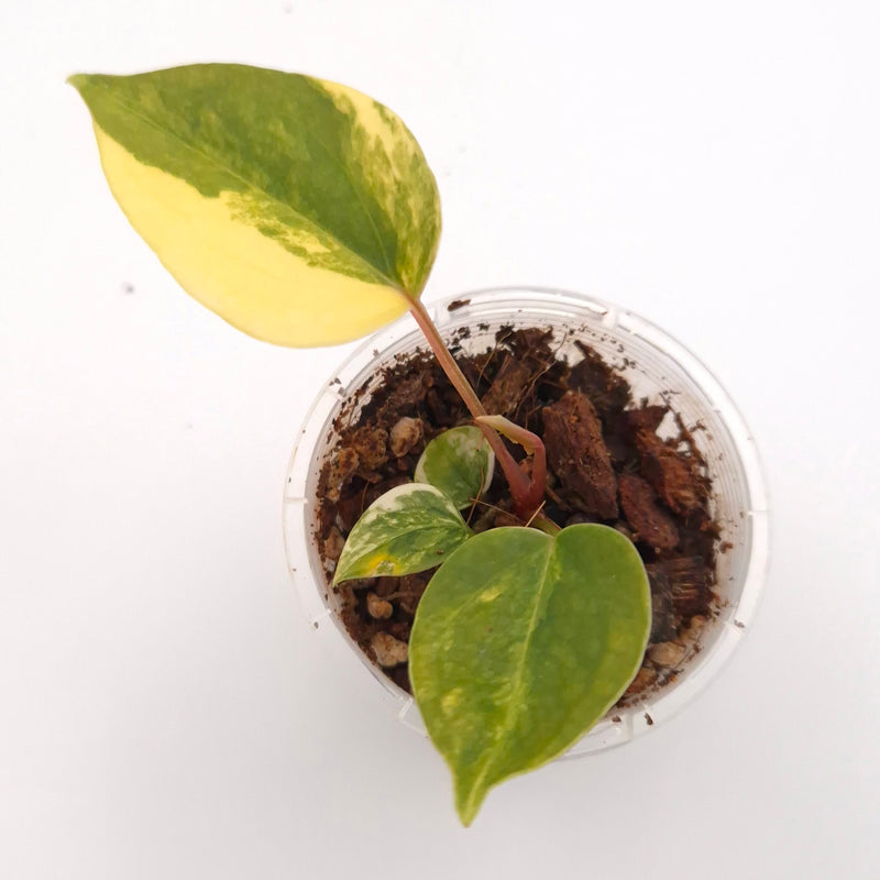 Anthurium forgetii x (variegated) #0721