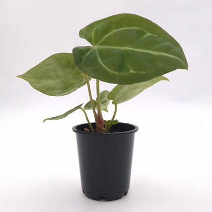 Anthurium forgetii x #0788