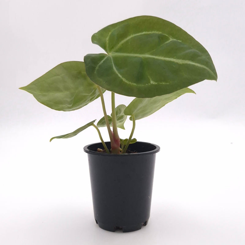 Anthurium forgetii x #0788