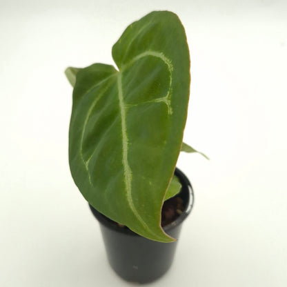 Anthurium forgetii x #0788