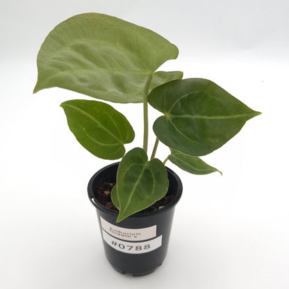 Anthurium forgetii x #0788