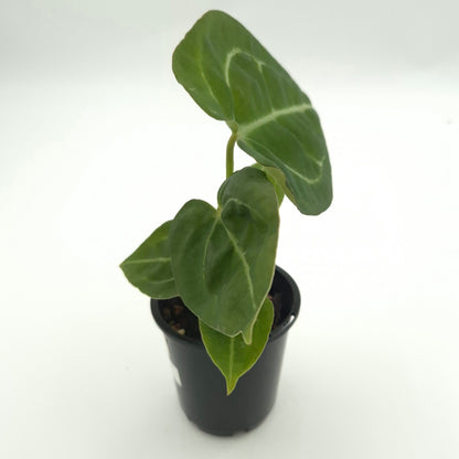 Anthurium forgetii x #0788