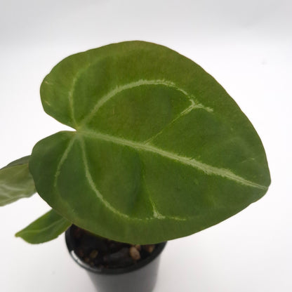 Anthurium forgetii x #0788