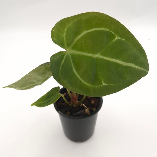 Anthurium forgetii x #0788
