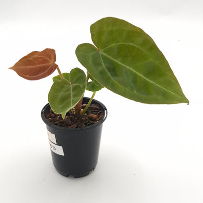 Anthurium forgetii x #0760