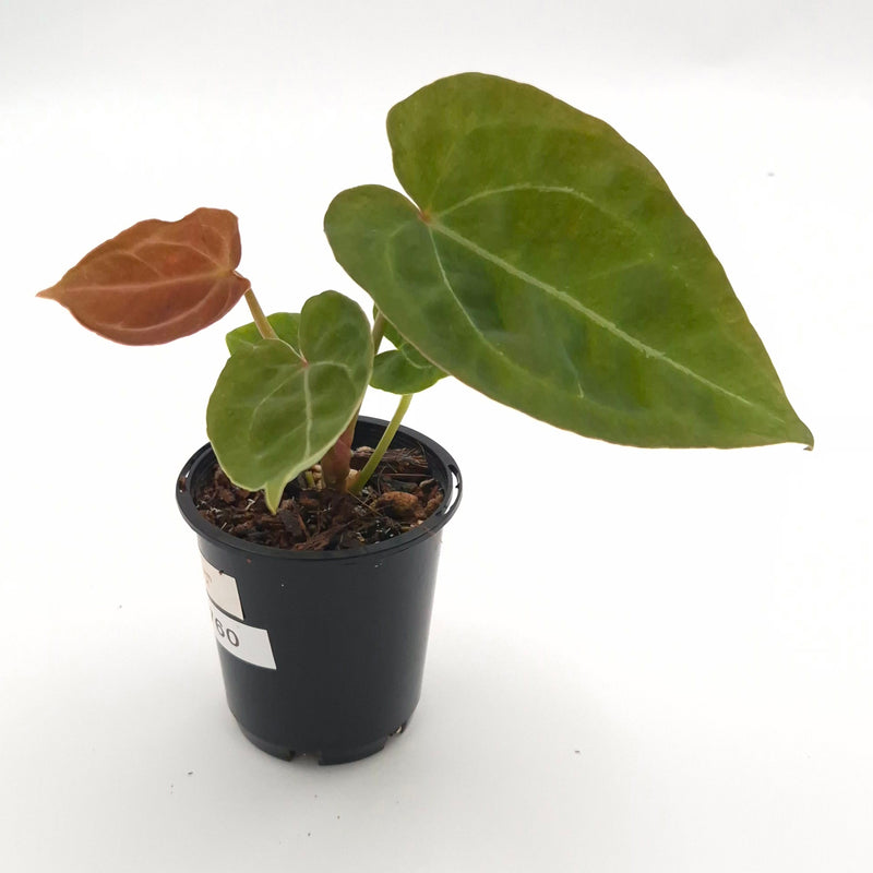 Anthurium forgetii x #0760