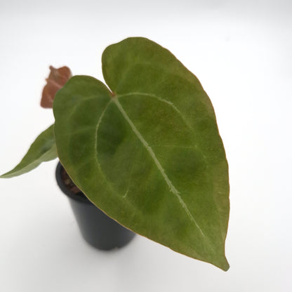 Anthurium forgetii x #0760