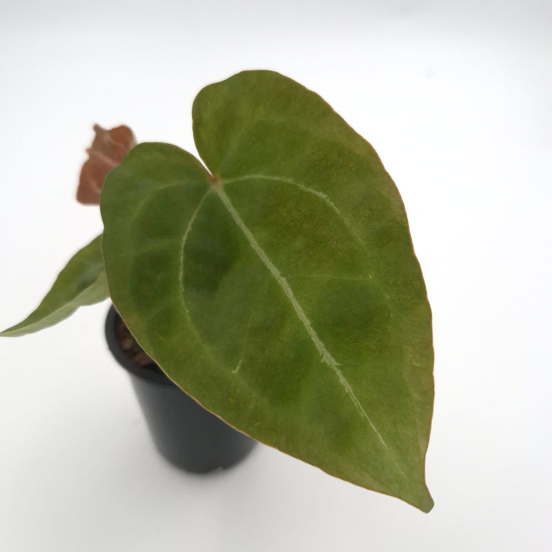 Anthurium forgetii x #0760