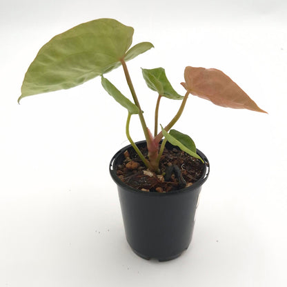 Anthurium forgetii x #0760