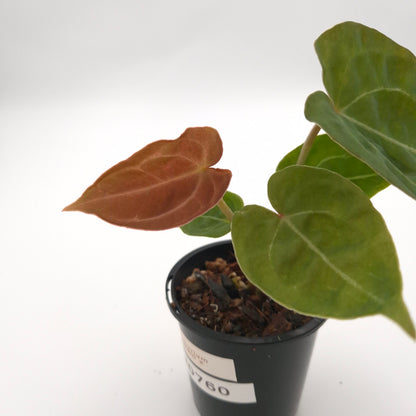 Anthurium forgetii x #0760