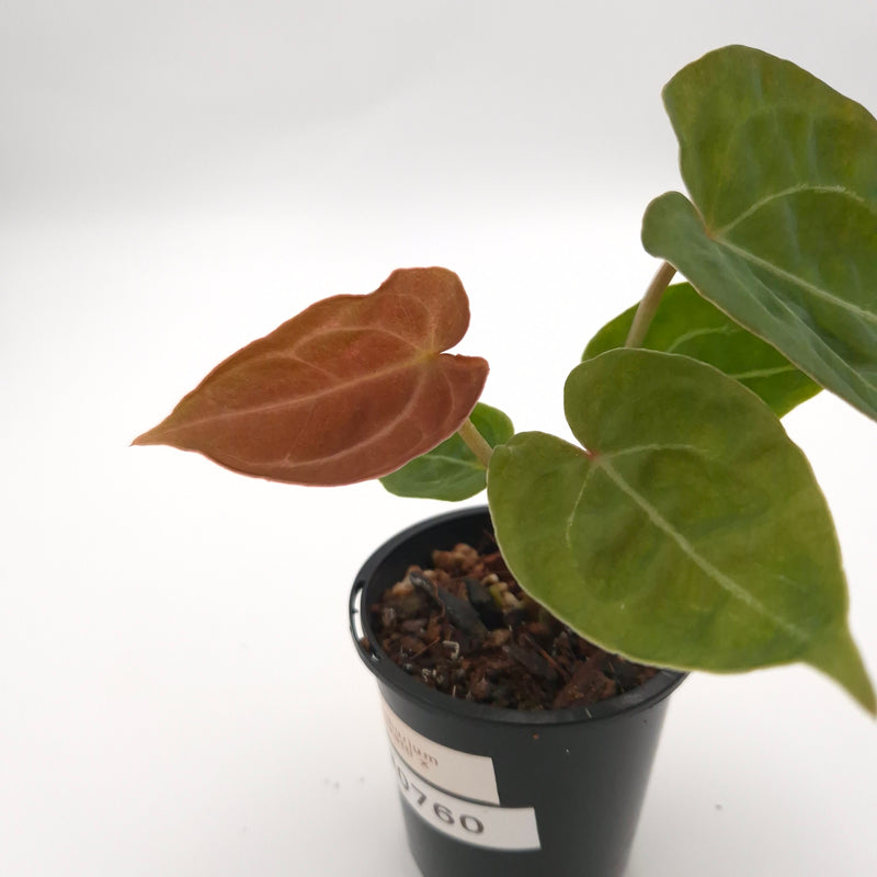 Anthurium forgetii x #0760