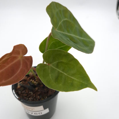 Anthurium forgetii x #0760