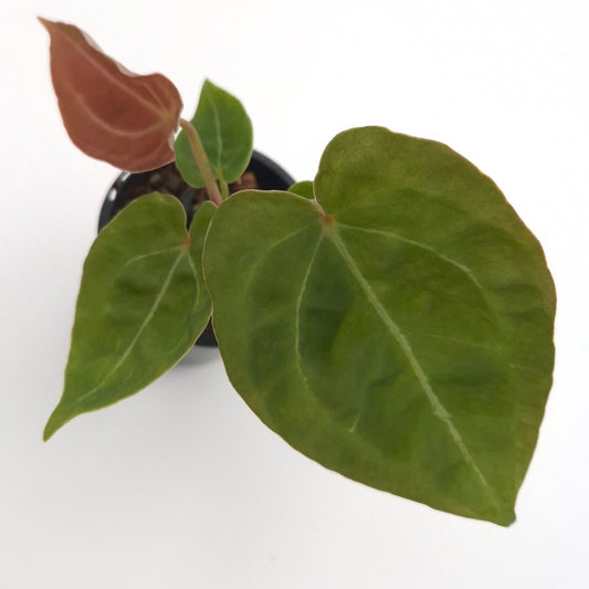 Anthurium forgetii x #0760