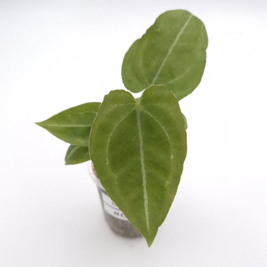 Anthurium forgetii x #0792