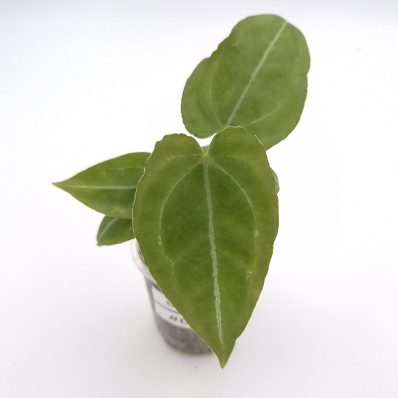 Anthurium forgetii x #0792