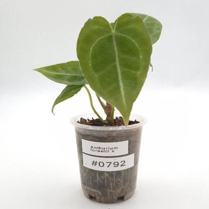 Anthurium forgetii x #0792