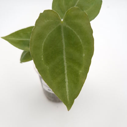 Anthurium forgetii x #0792