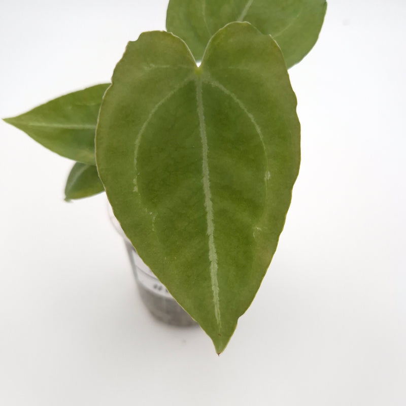 Anthurium forgetii x #0792