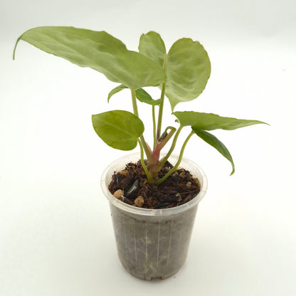 Anthurium forgetii x #0792