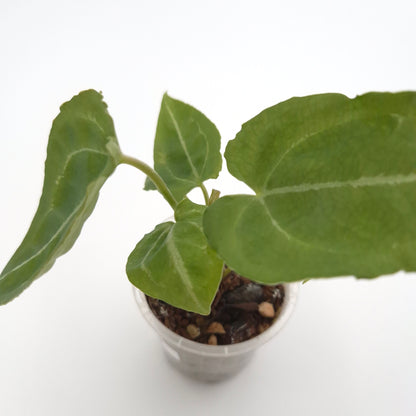 Anthurium forgetii x #0792