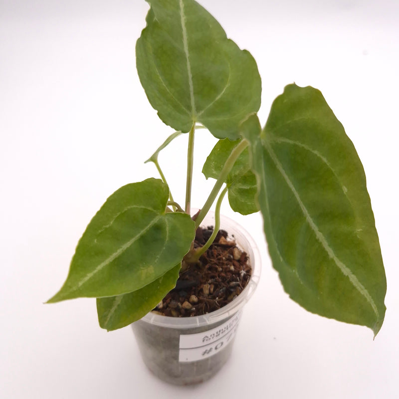 Anthurium forgetii x #0792