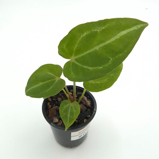 Anthurium forgetii x #0767