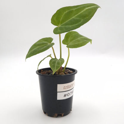 Anthurium forgetii x #0767