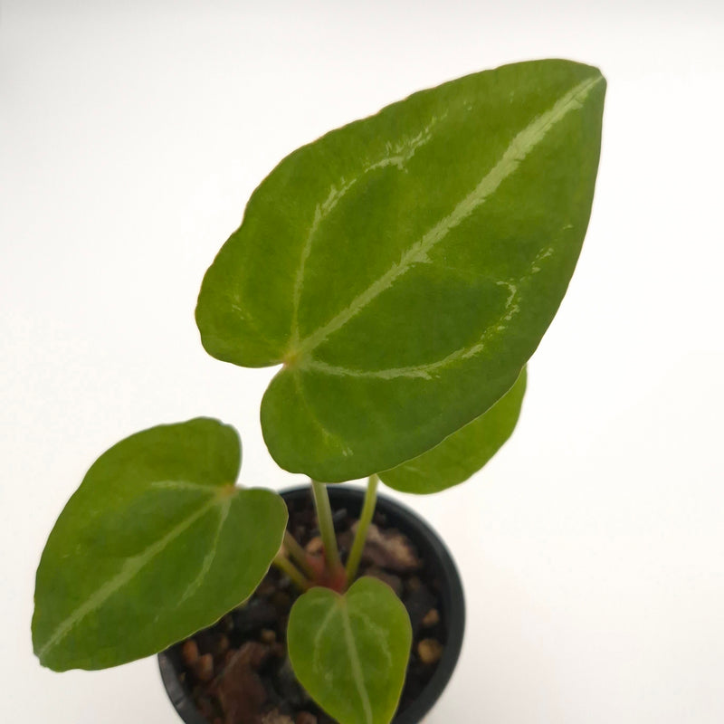 Anthurium forgetii x #0767