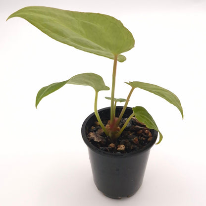Anthurium forgetii x #0767
