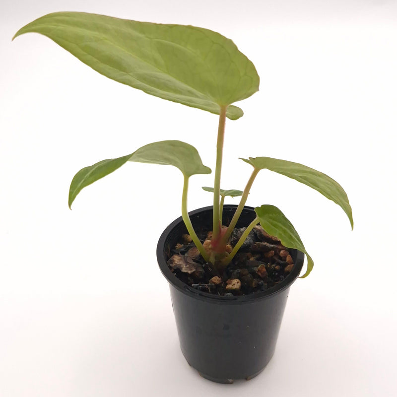 Anthurium forgetii x #0767