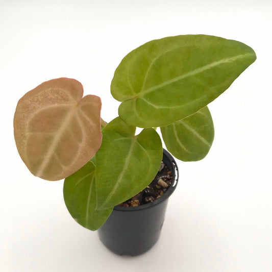 Anthurium forgetii x #0786