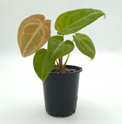 Anthurium forgetii x #0786