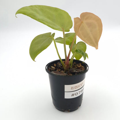 Anthurium forgetii x #0786