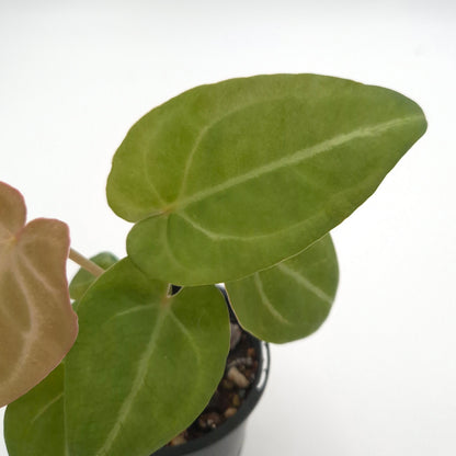 Anthurium forgetii x #0786