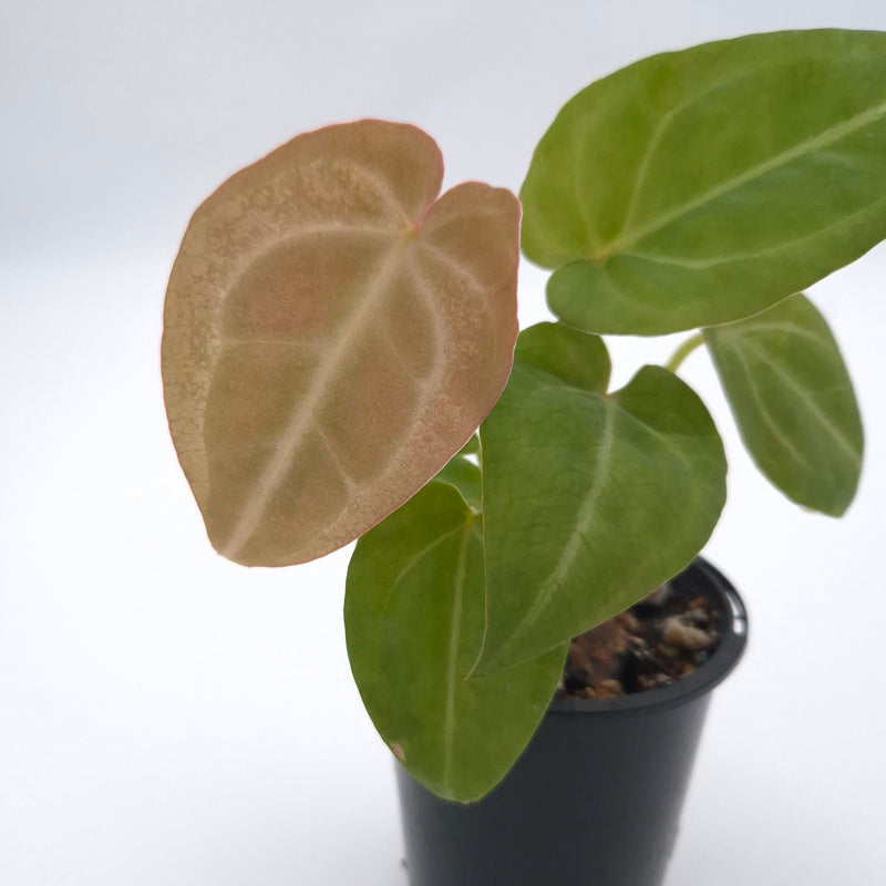 Anthurium forgetii x #0786