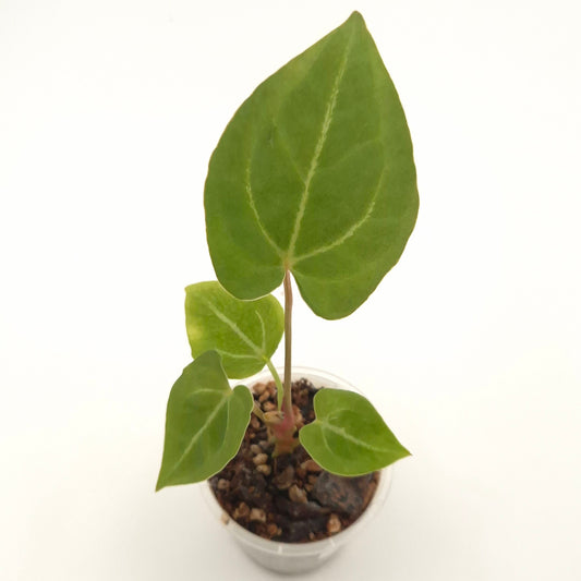 Anthurium forgetii x #0804