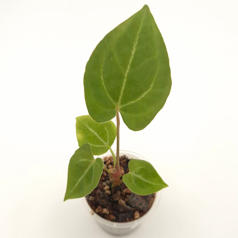 Anthurium forgetii x #0804