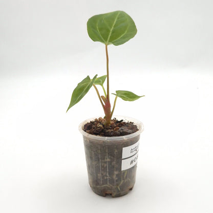 Anthurium forgetii x #0804