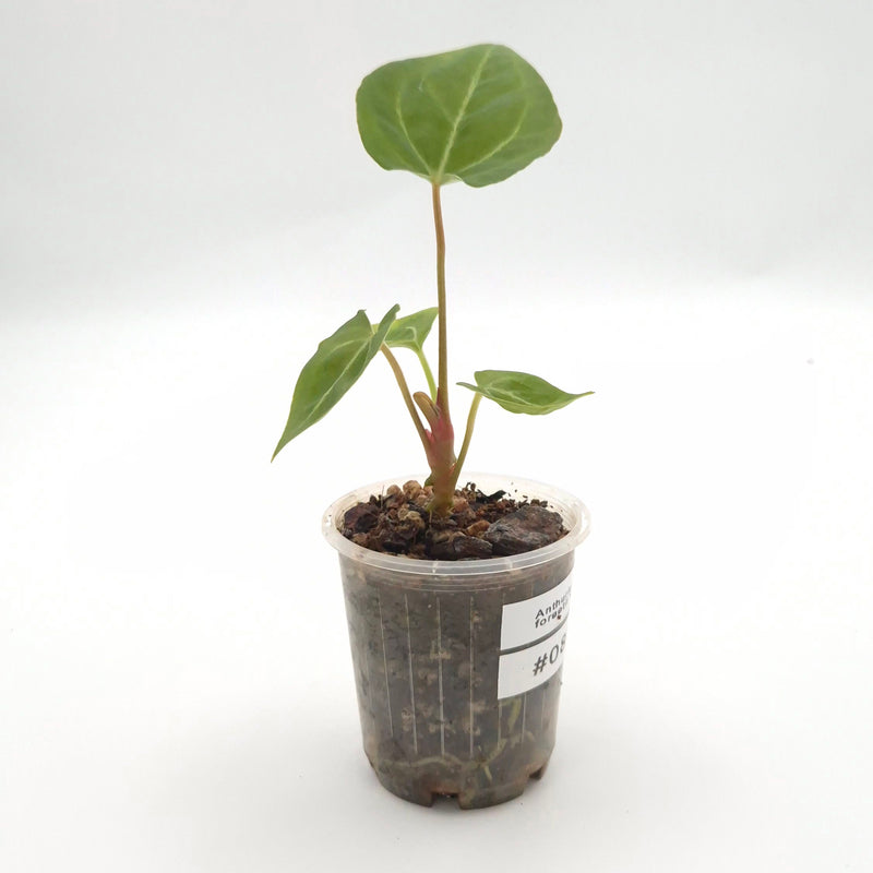 Anthurium forgetii x #0804
