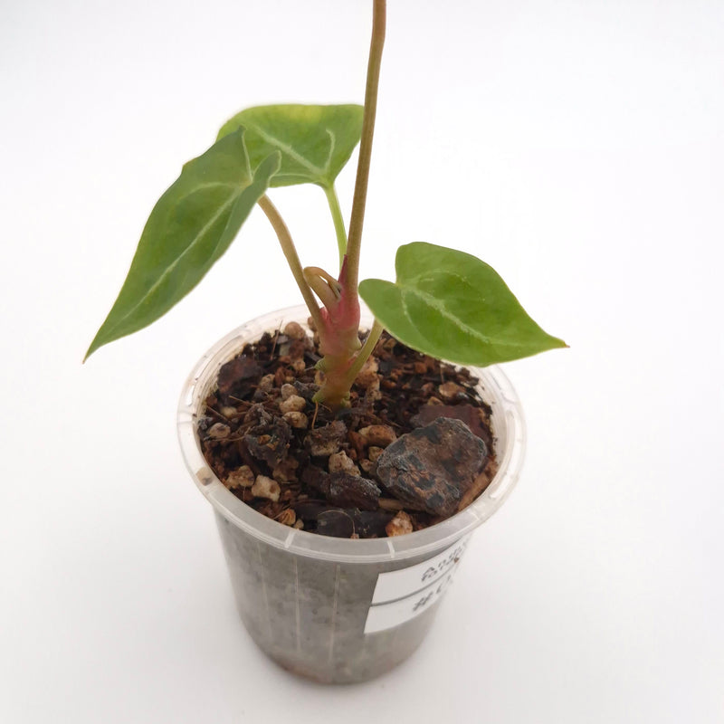 Anthurium forgetii x #0804
