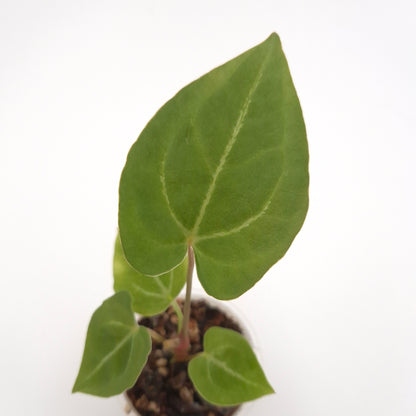 Anthurium forgetii x #0804