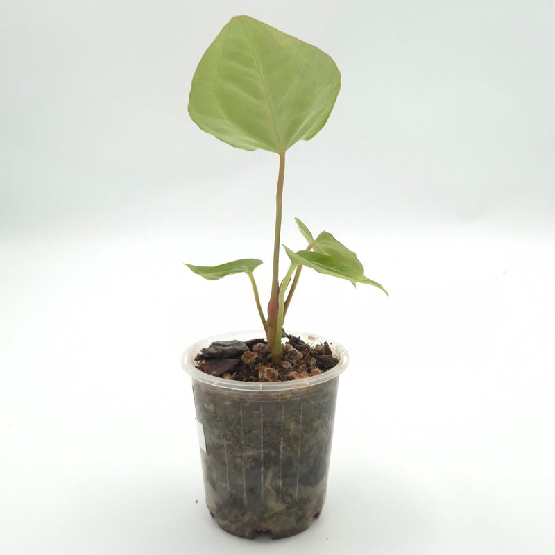 Anthurium forgetii x #0804