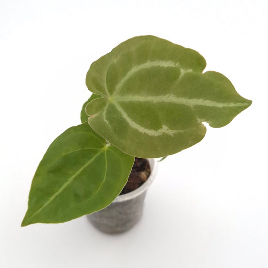 Anthurium forgetii x #0833