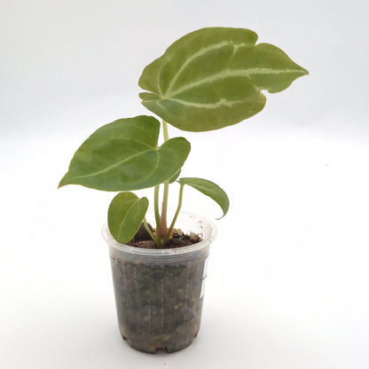 Anthurium forgetii x #0833