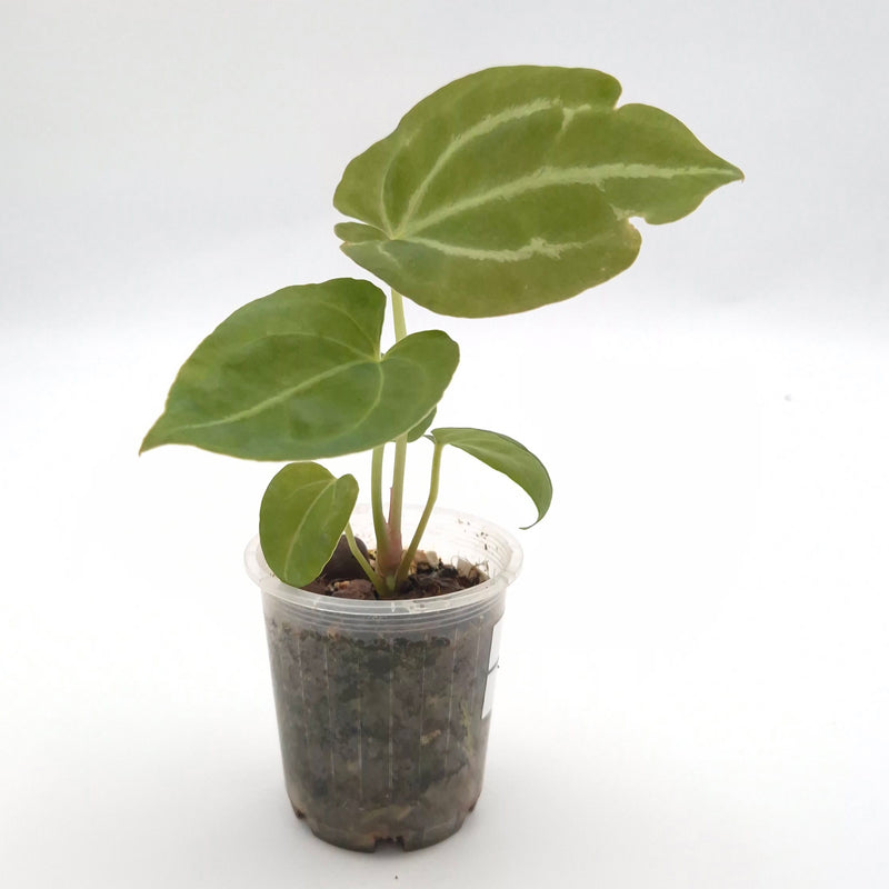 Anthurium forgetii x #0833